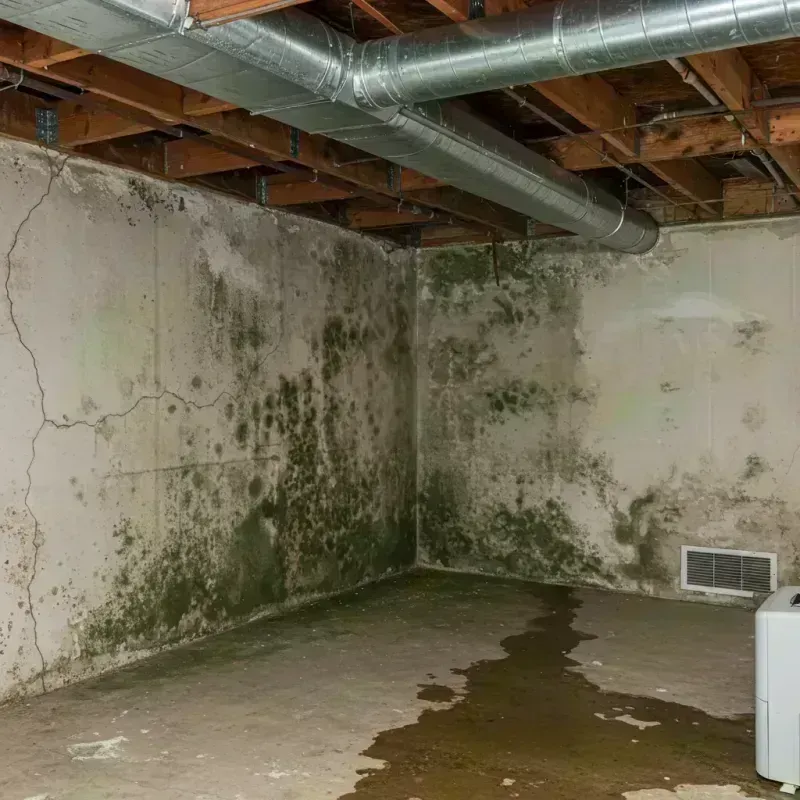 Professional Mold Removal in Cave City, KY